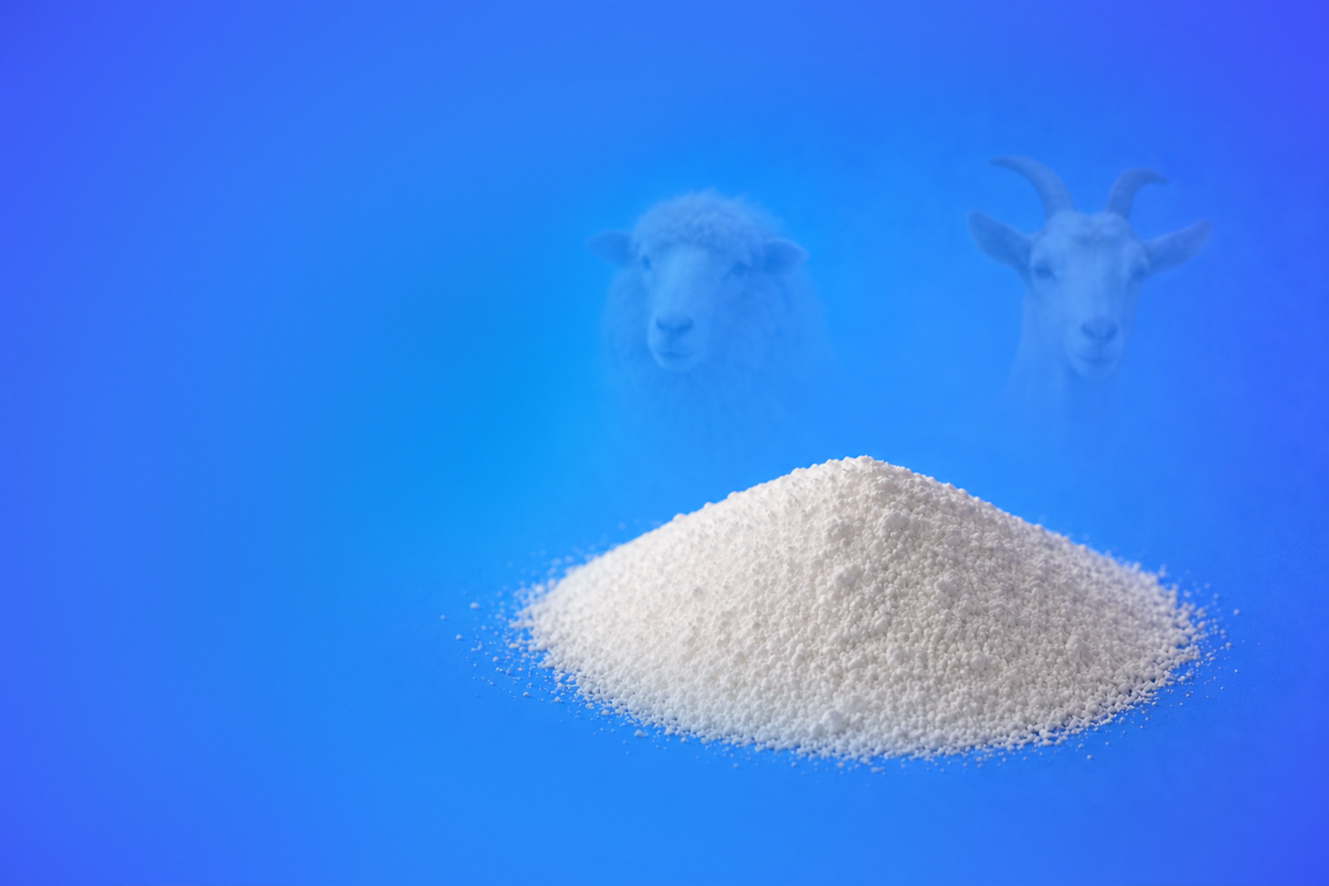 Goat and sheep milk powders